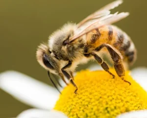 Bienen
