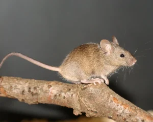 Mäuse