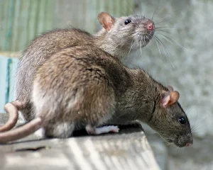 Ratten